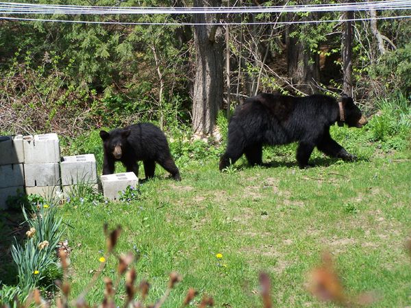 Bear and cubs14 crop May 2018.jpg