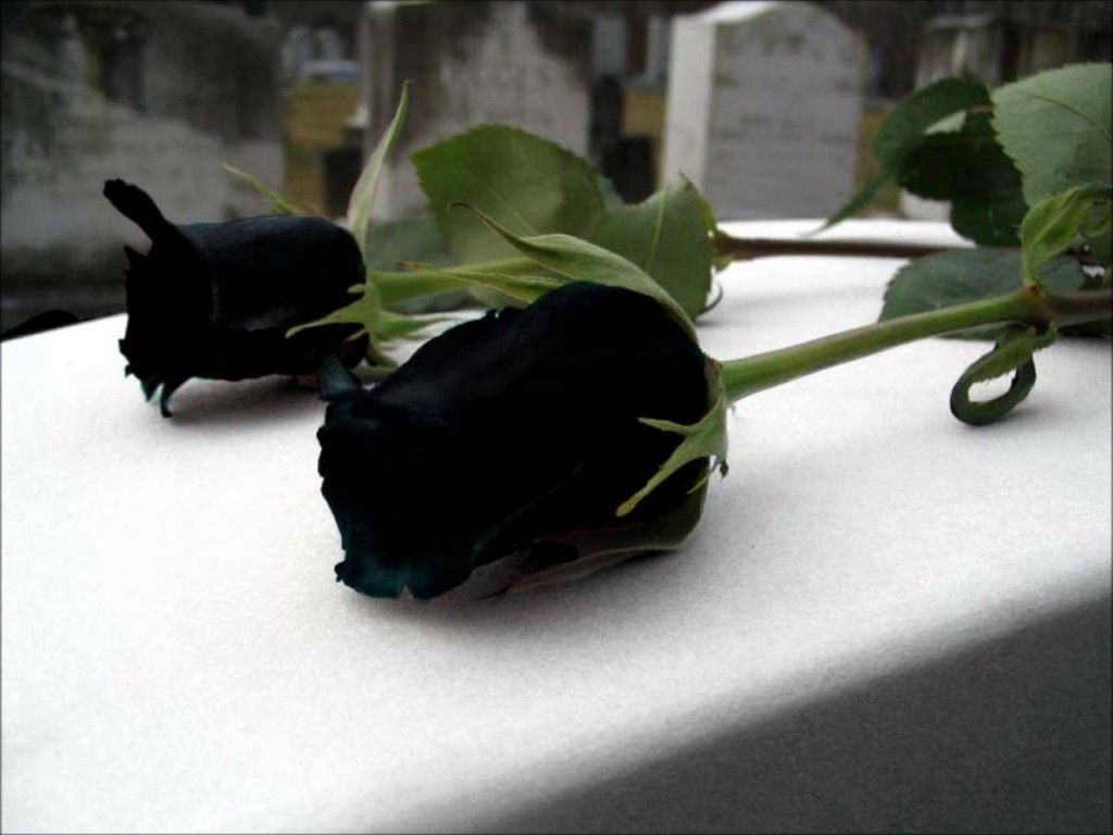 black-rose-2.jpg