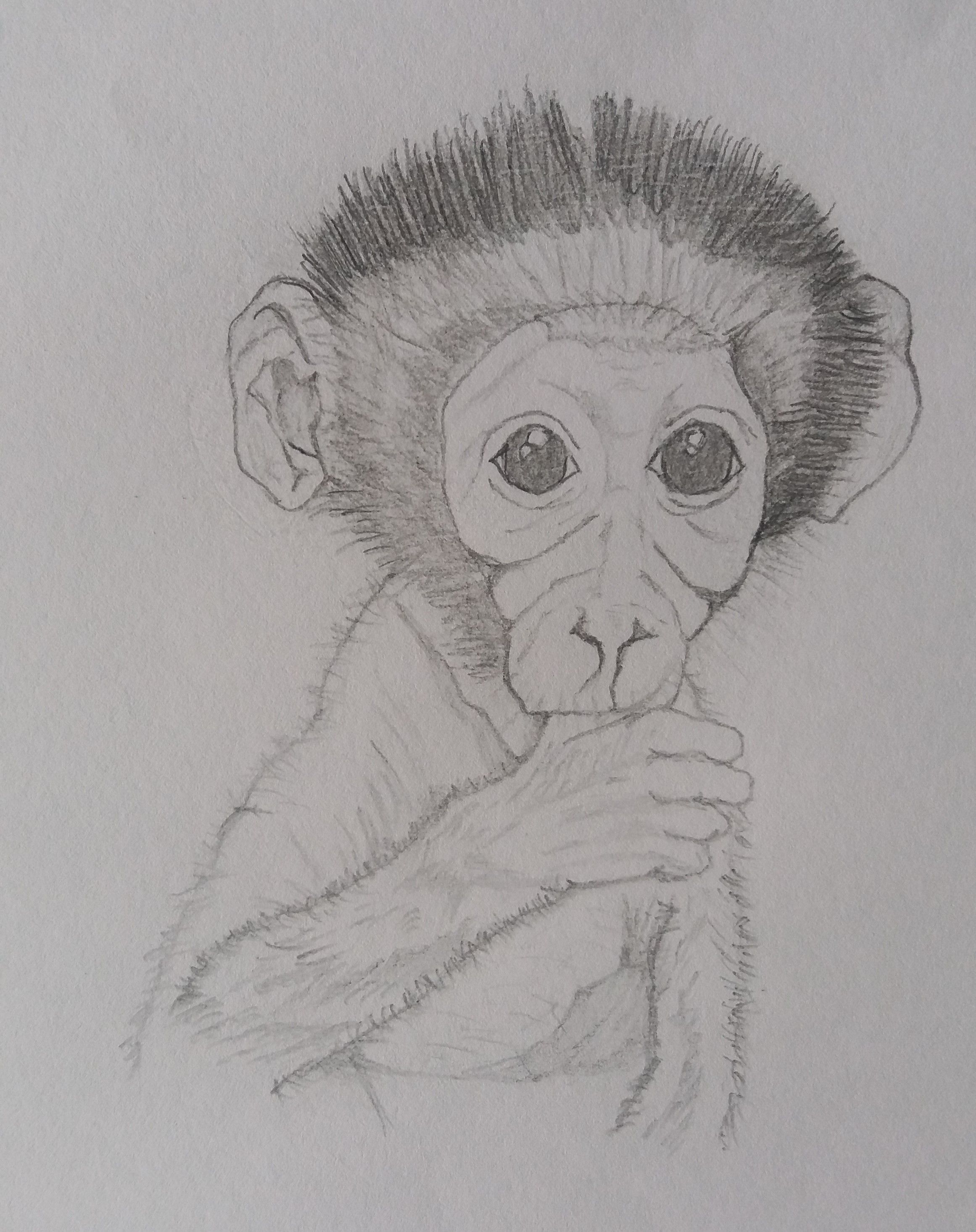 Mangabey monkey3 (2).jpg