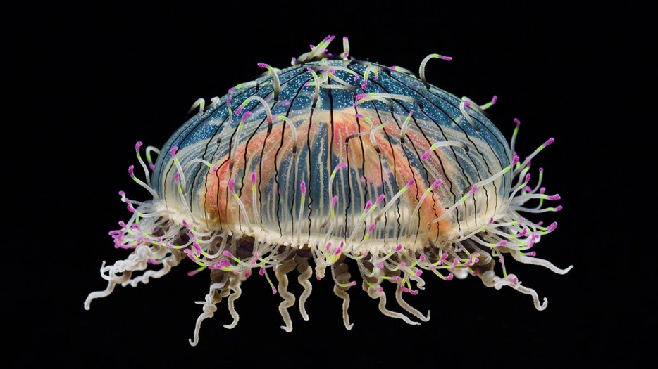 flower hat jellyfish.jpg