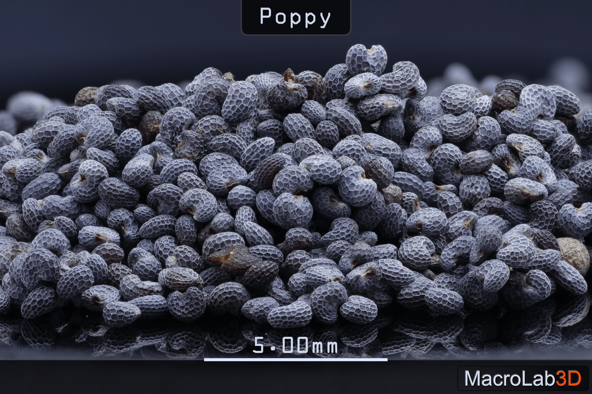 Seeds_Rocking (0-01-22-20).png