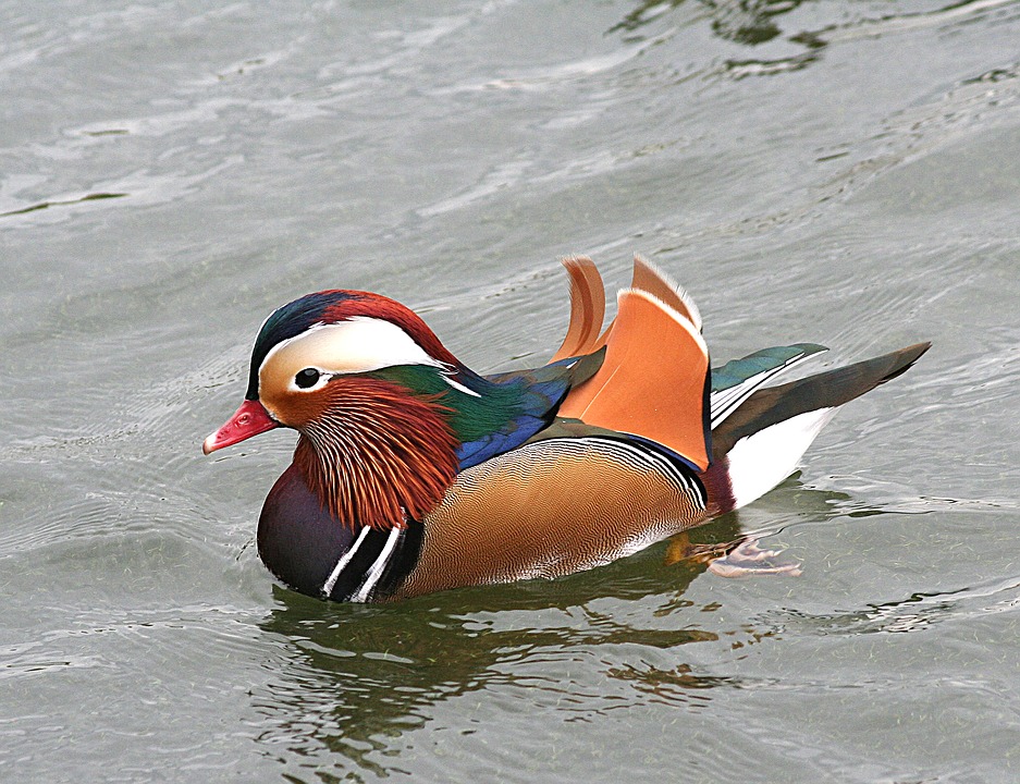 mandarin-duck-1823686_960_720.jpg