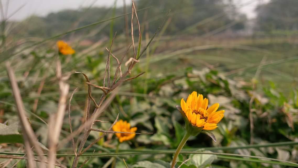 yellow flower 1.jpg