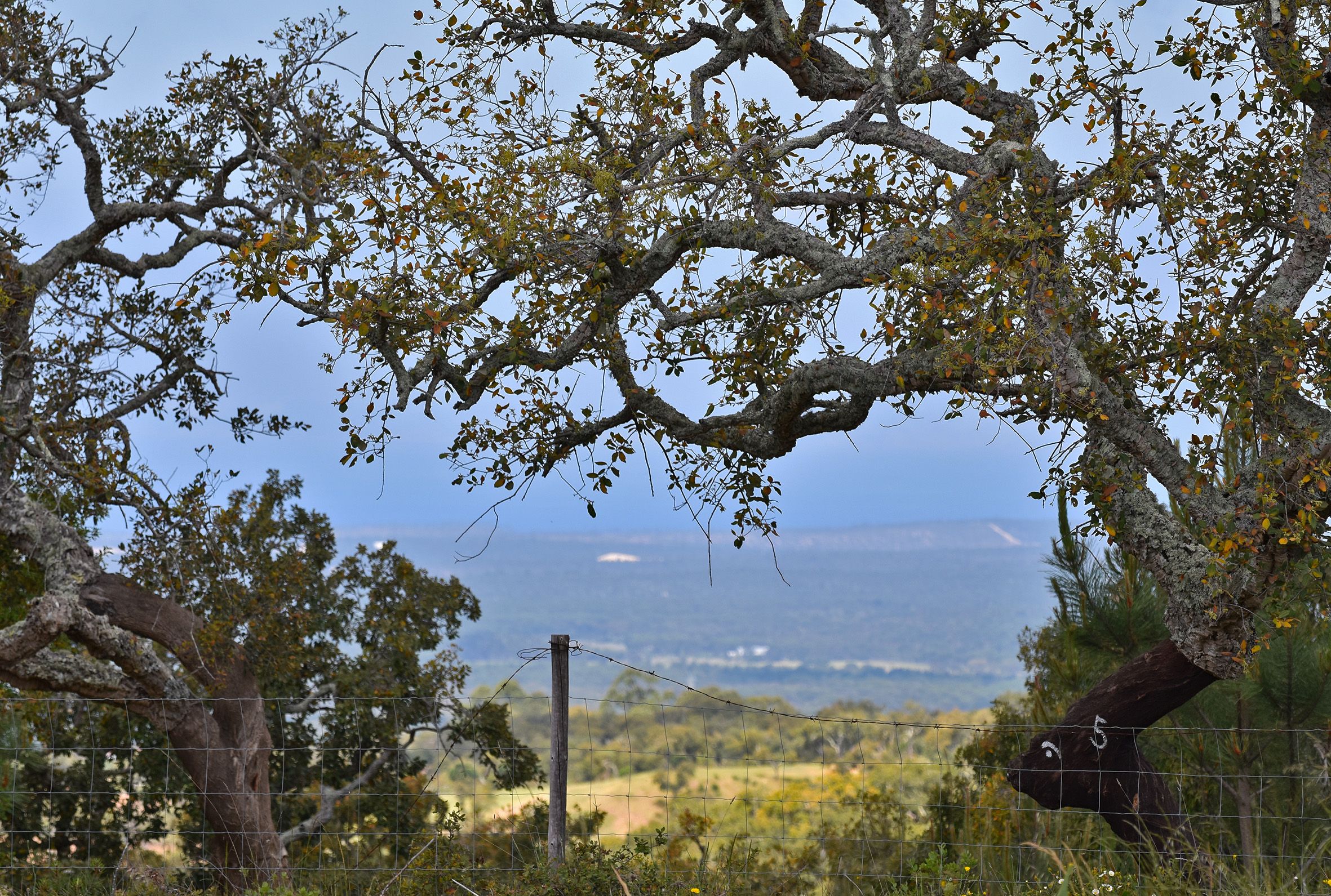 cork trees.jpg