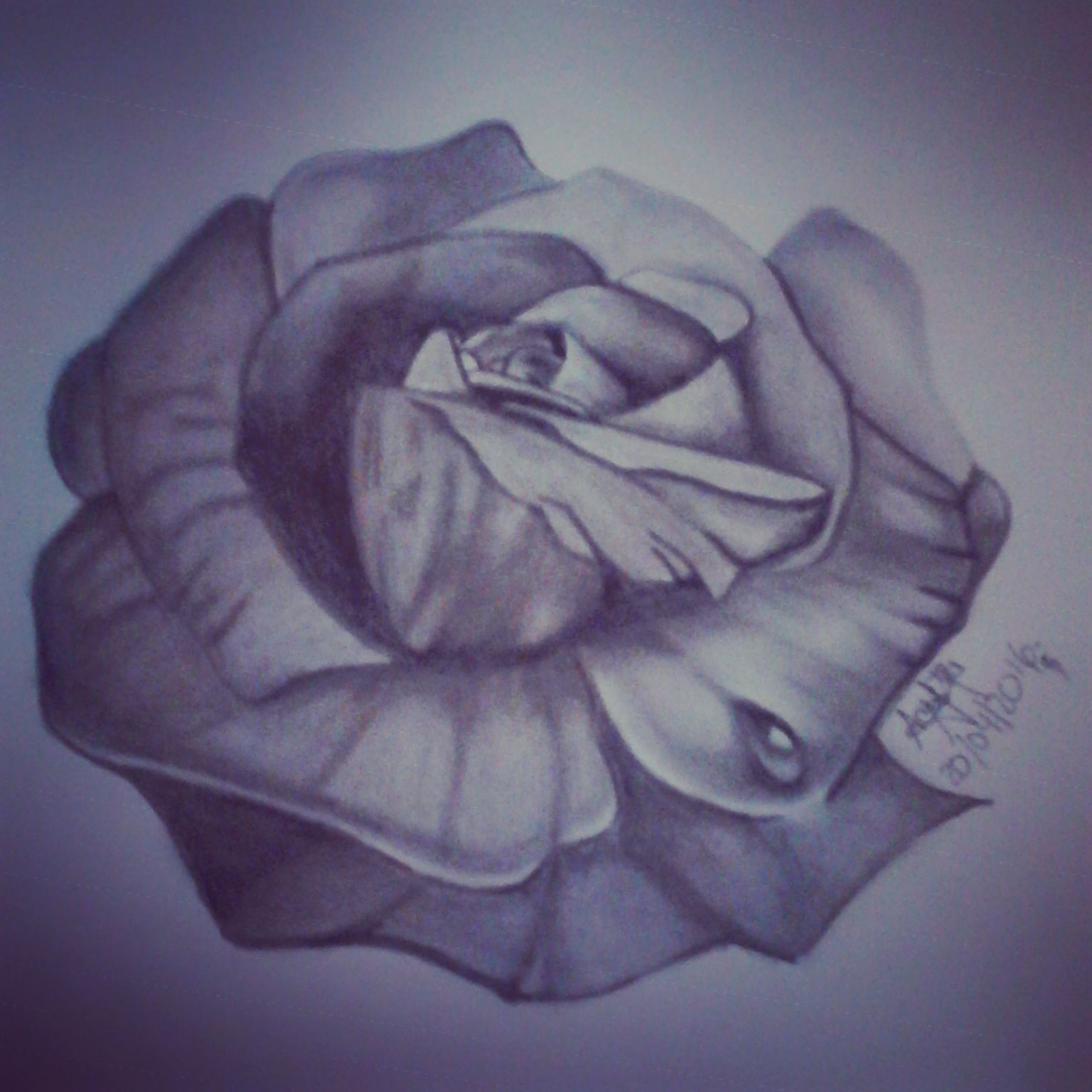 Rose Flower Drawing Amazing  Drawing Skill