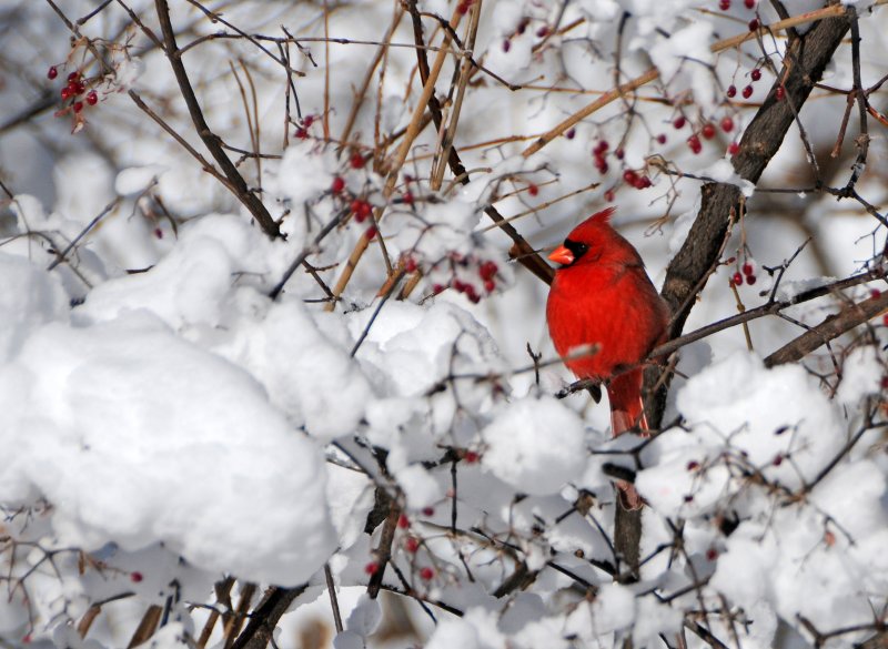 Cardinal on snow-covered tree.jpg