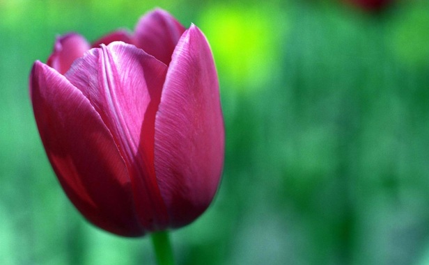 71332_tulipflowerhdwidewide.jpg