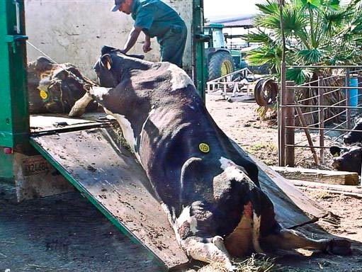 Cow-1.jpg