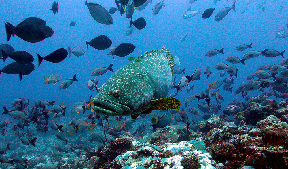 grouper-reef-species.jpg