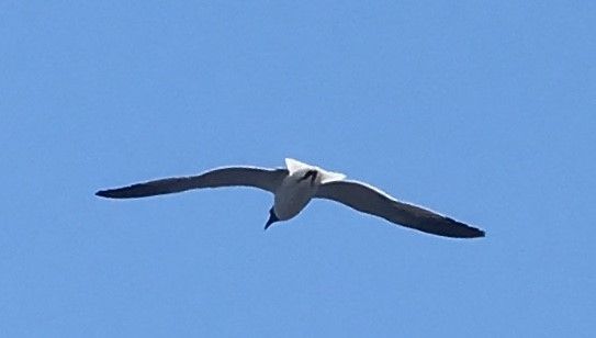 Seaguls Flying close to the balcony2.jpg