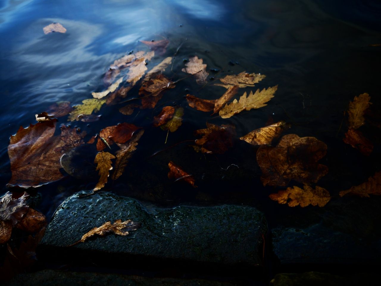 15571063173 - fallen leaves float along on the lakes edge.jpg