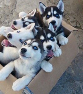 mini-huskies-266x300.jpg