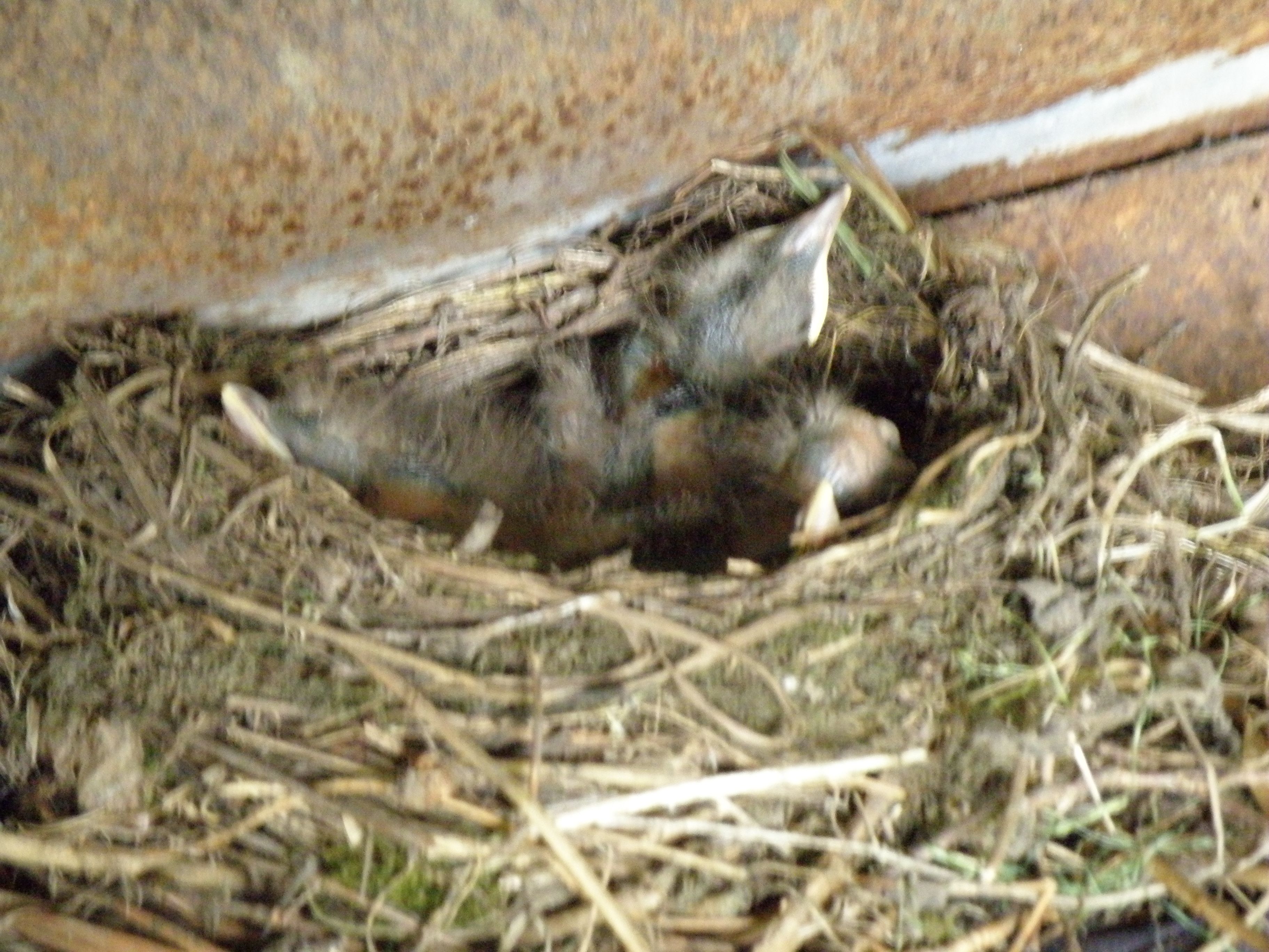 Blackbird chicks 6 days (2015_09_28 11_13_35 UTC).JPG