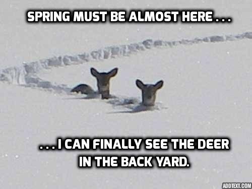 Deer in Back Yard.jpg
