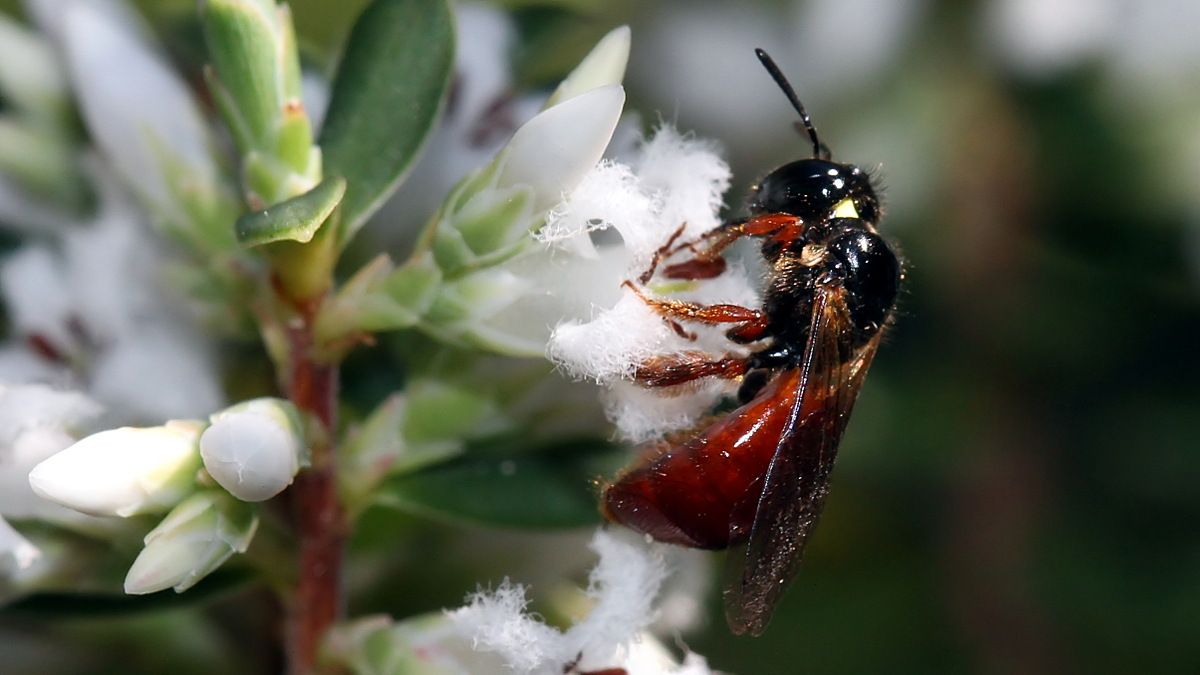 Insects Hymenoptera Apidae Exoneura sp BY Tas n3 2017-10-15.jpg