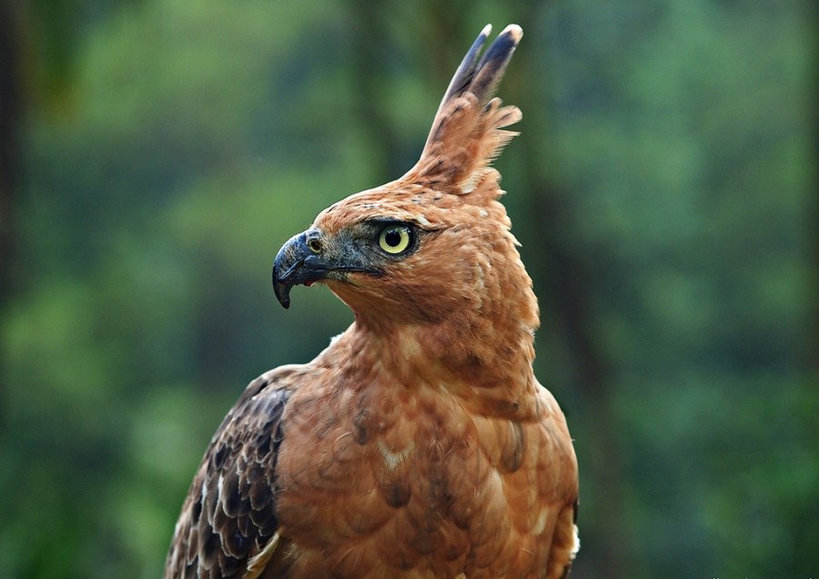 10 Hewan Yang Terancam Punah Di Indonesia 10 Endangered Animals