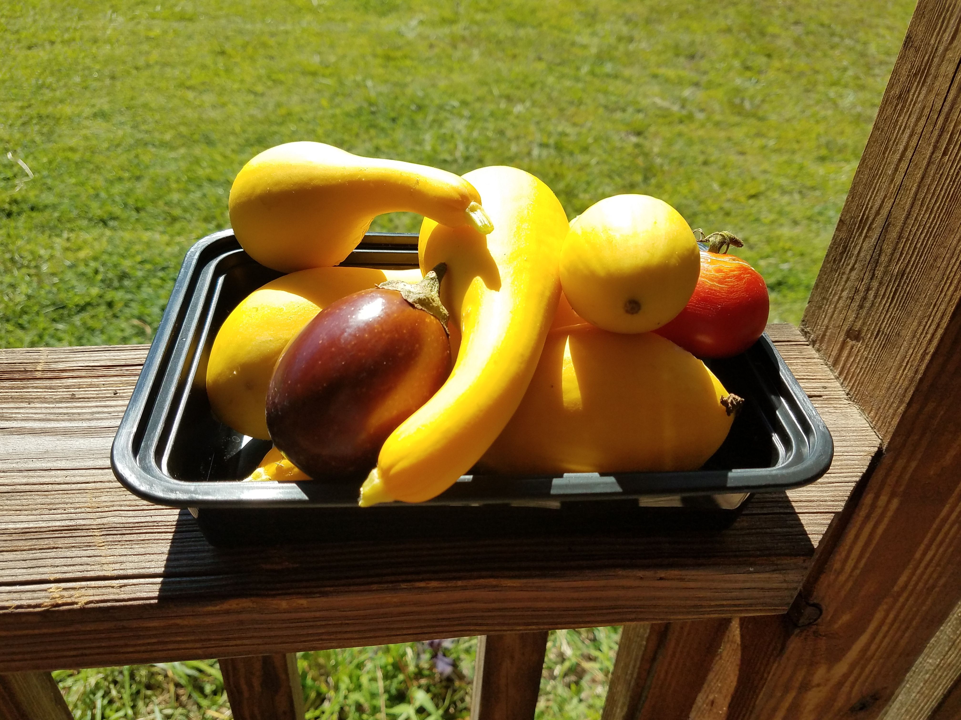 summer squash harvest.jpg