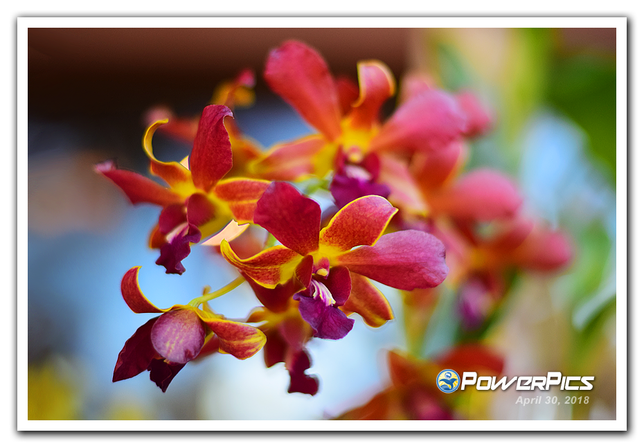 Orchids-01-PowerPics.png