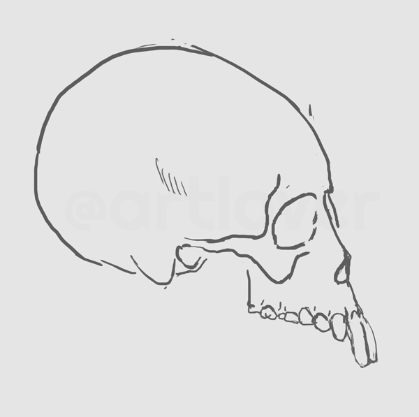 skull-side.jpg