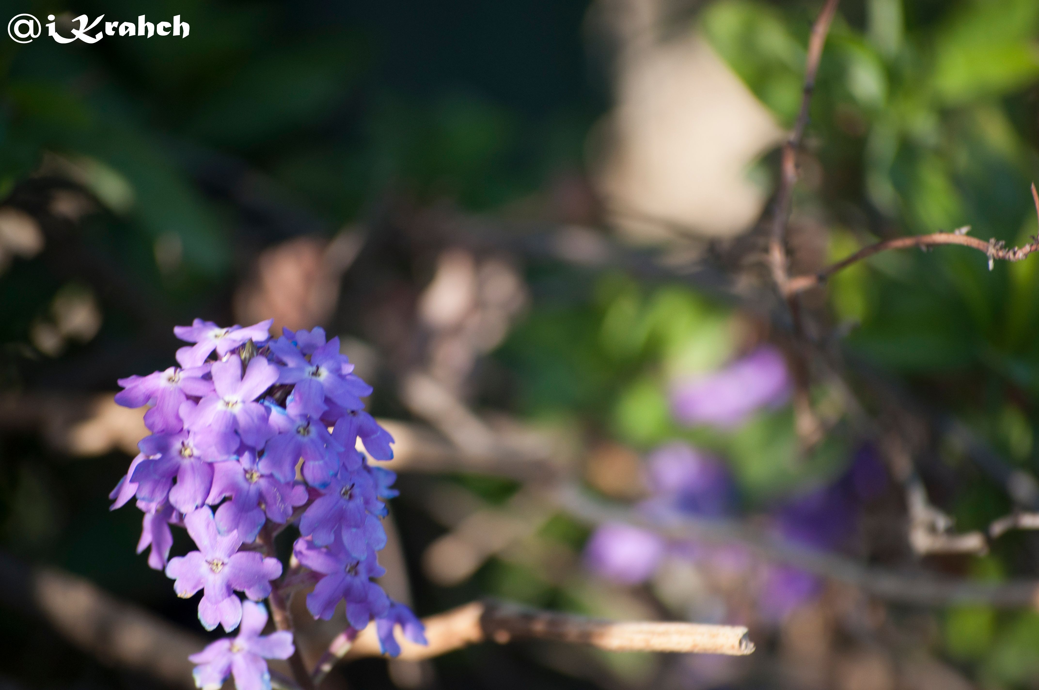 Purple Flower.jpg