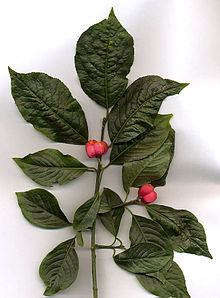 220px-Euonymus_europaeus.jpg