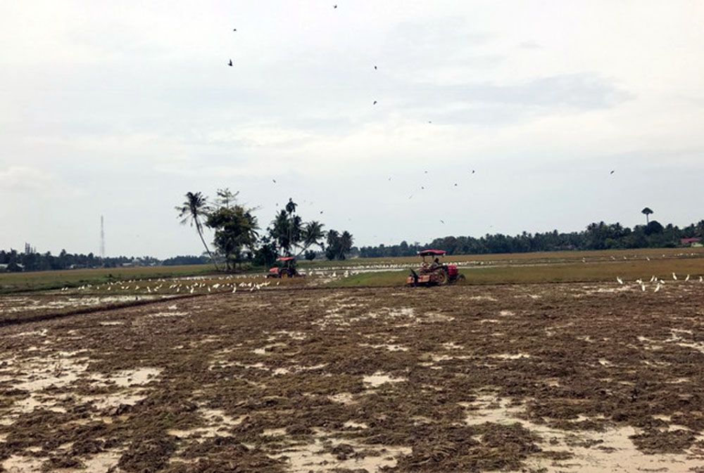 Inspiration From Migratory Birds Without Sound Inspirasi Dari