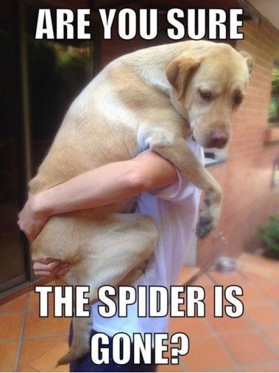 Funniest_Memes_are-you-sure-the-spider-is-gone_13715.jpeg