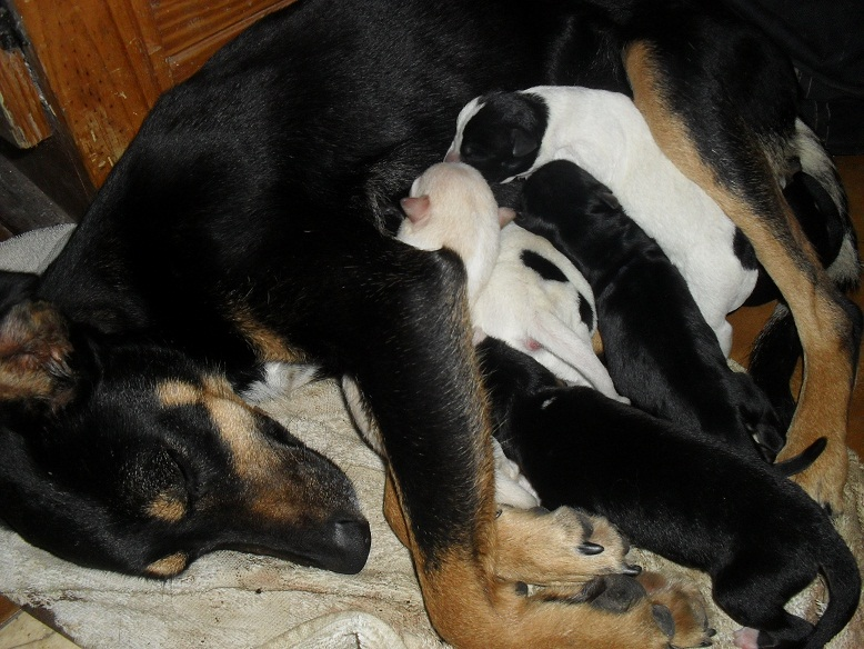 can mastitis kill puppies