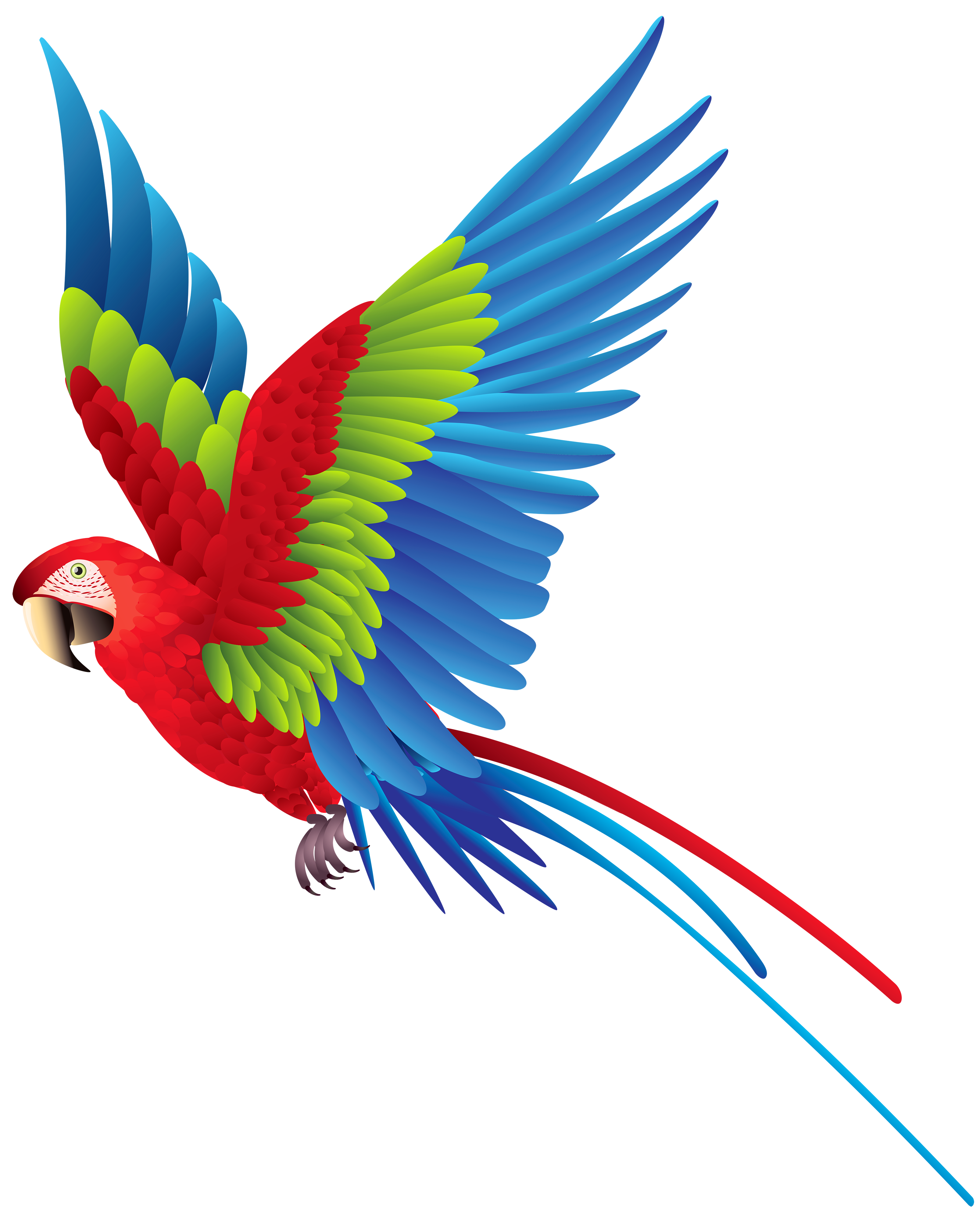 Colourful_Parrot_PNG_Clipart-497.png