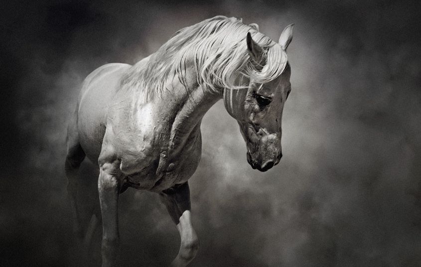 Black-and-White-Horse-by-54ka.jpg