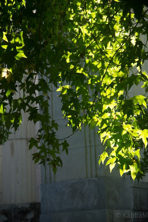 20171008-OaklandPiedmontCemetary10-8-13.jpg