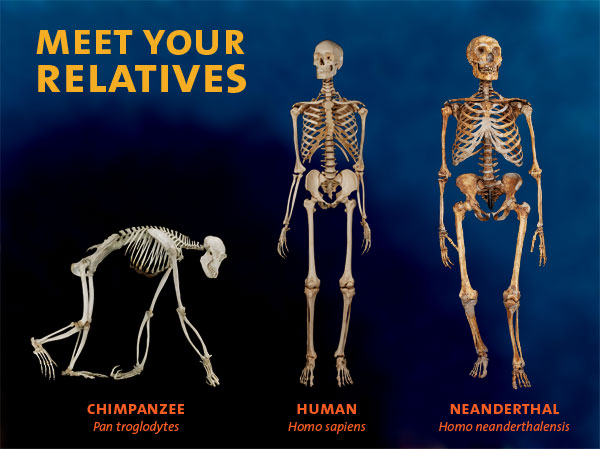 meet-our-relatives_AMNH.jpg