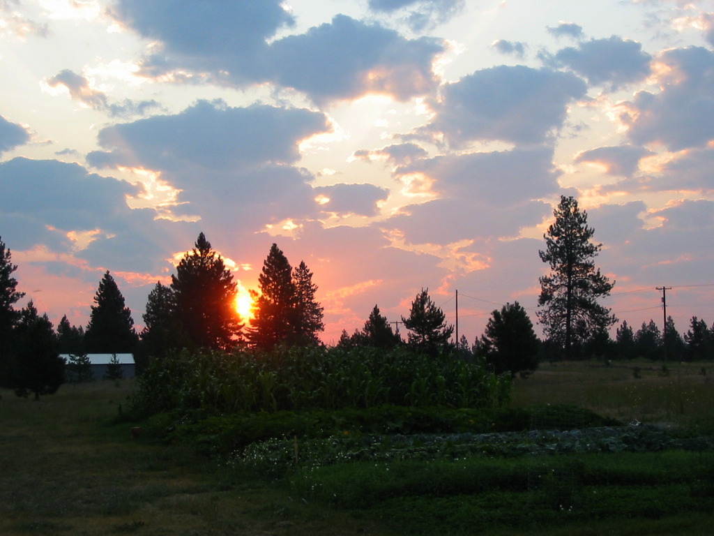 garden sunrise 2010.JPG