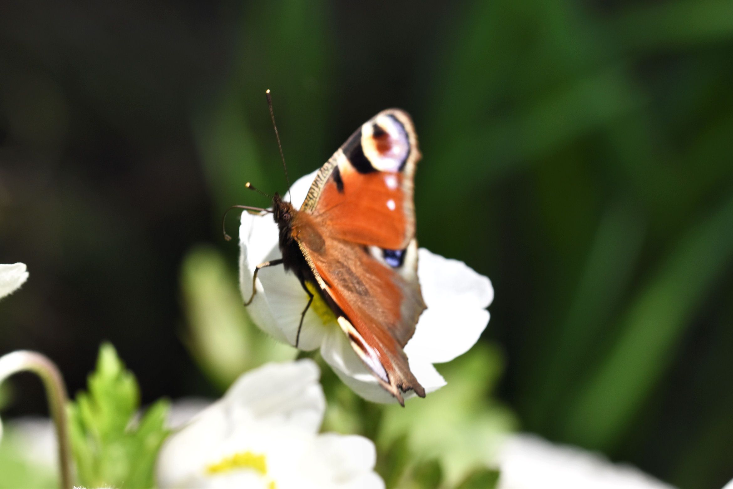 peacock butterfly 1.jpg