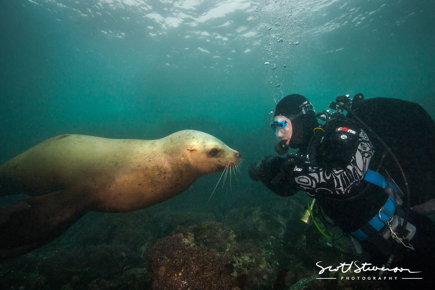 Stellar Sealion-11.jpg