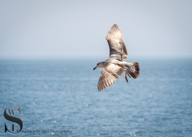 Gull fly by.jpg