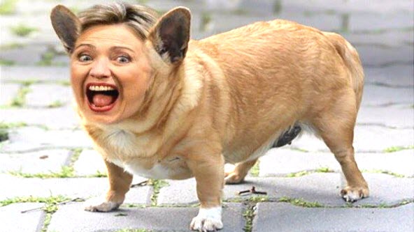 1 THUMB HILLARY DOG.jpg