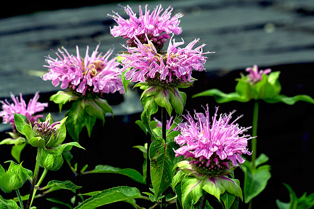 beebalm.jpg