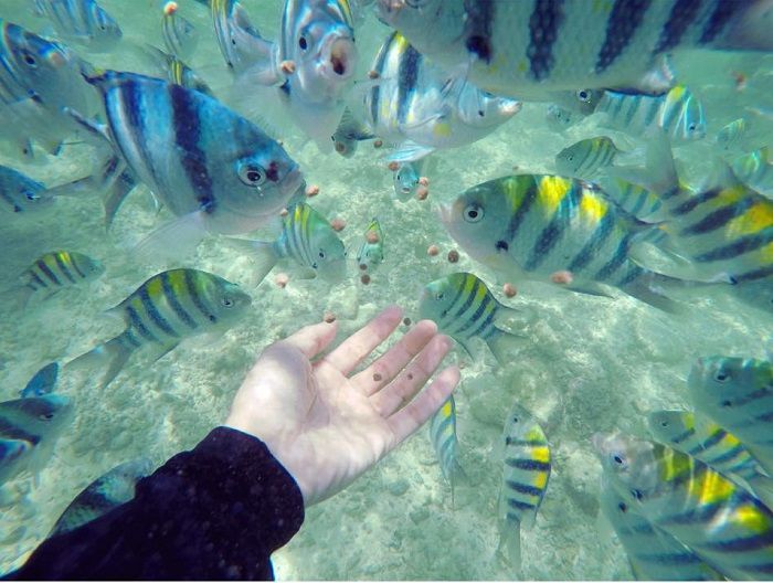 snorkelling-at-nalusuan-island.jpg