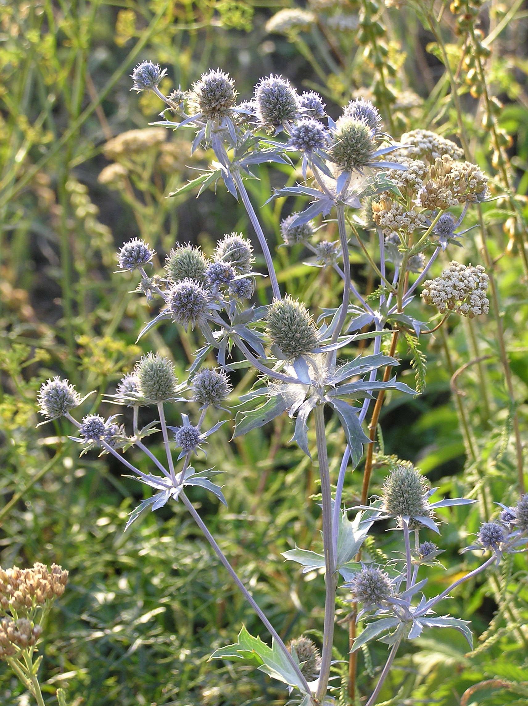 Eryngium_planum_(habitus)_2.jpg