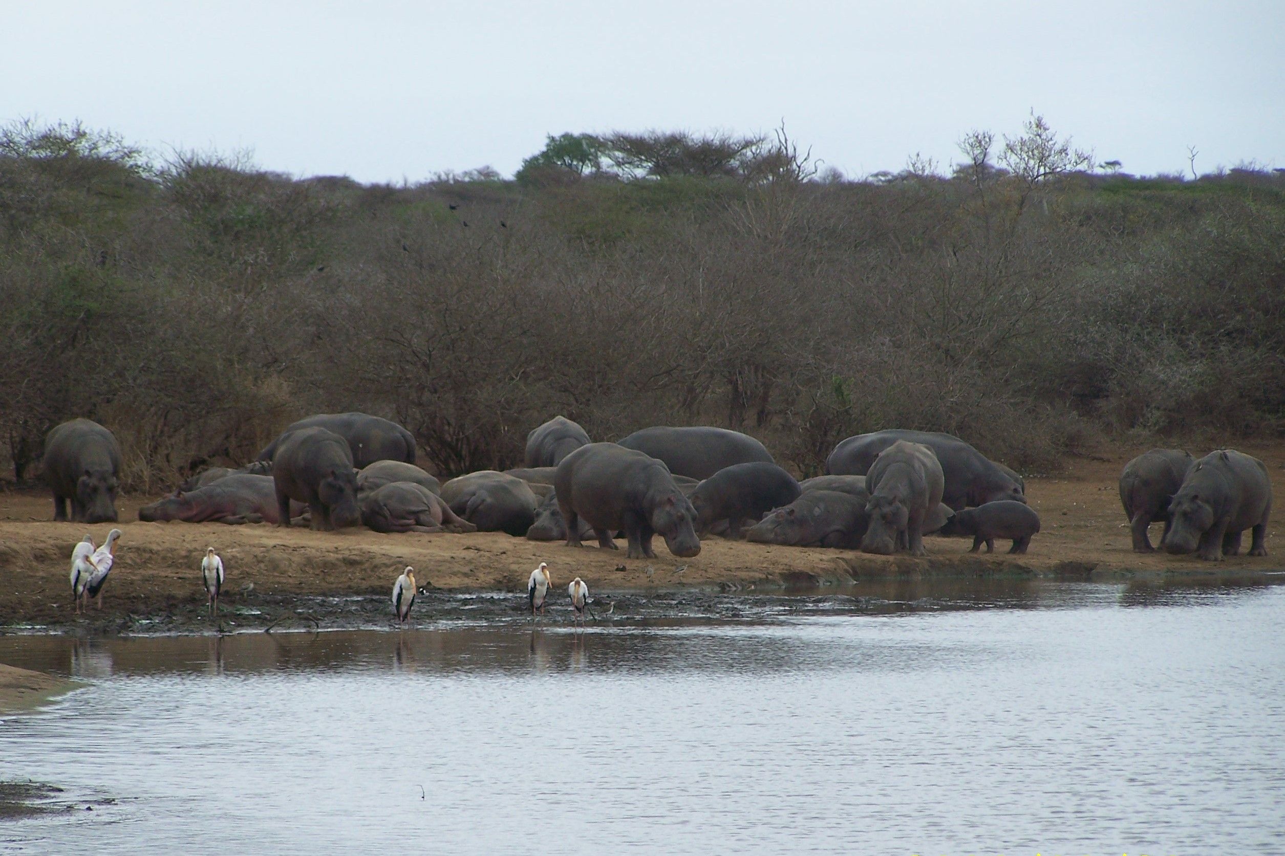 KNP Satara-Lower Sabi 2009 397.JPG