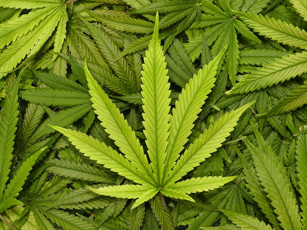 web-cannabis-plants-gettyimages-503022286.jpg