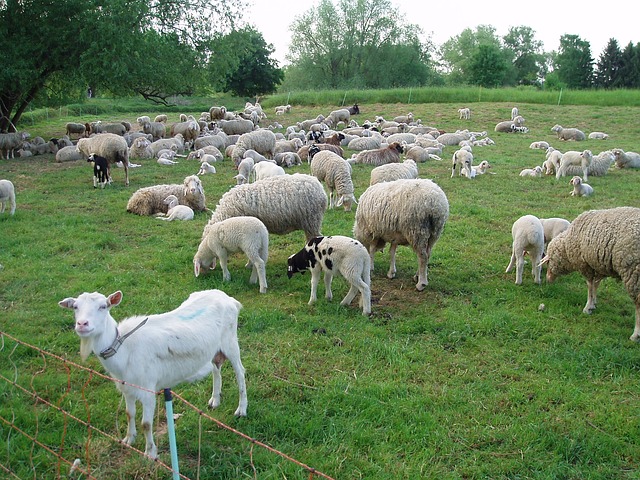 goat&sheep.jpg