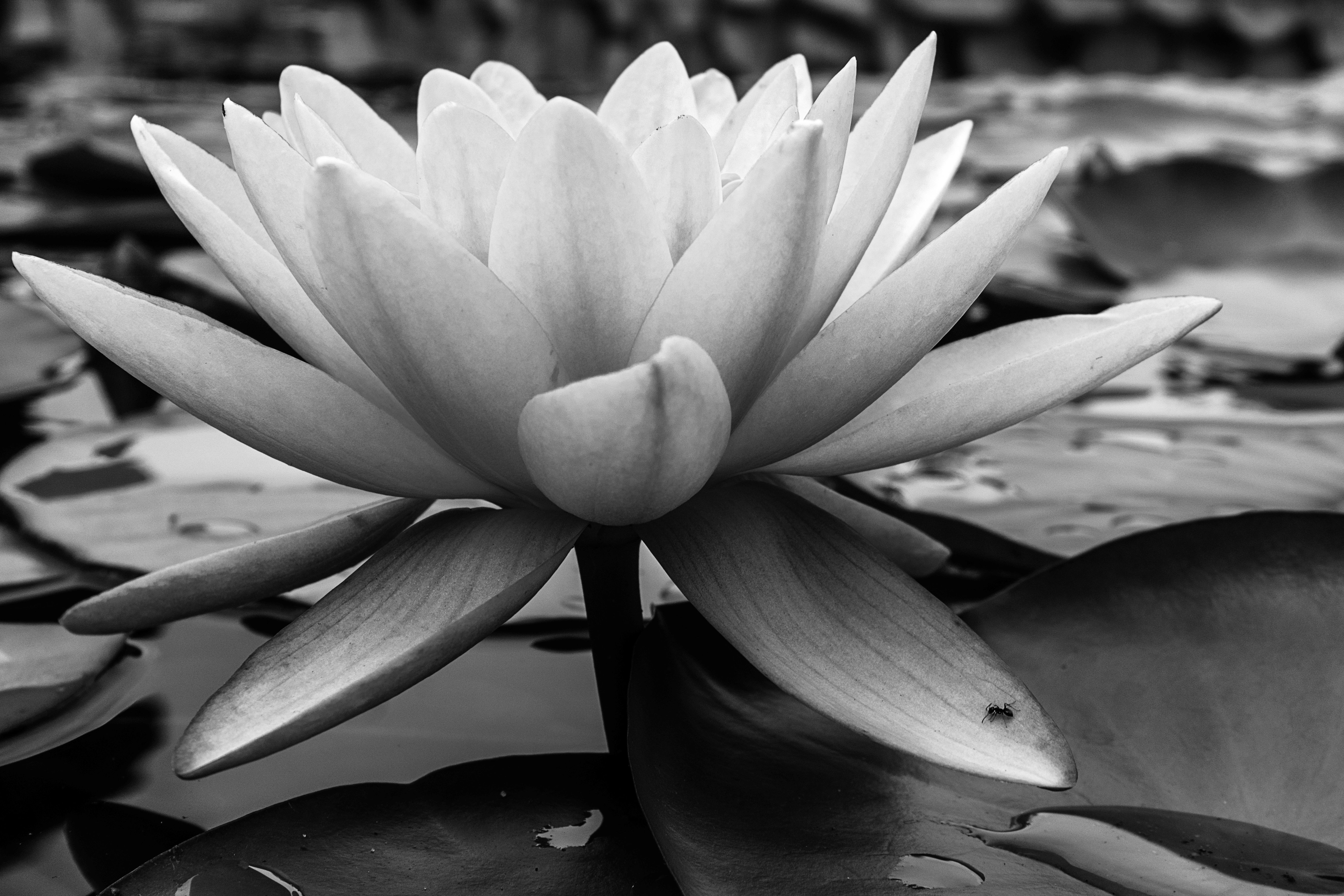 Flowers 2_15bw.jpg