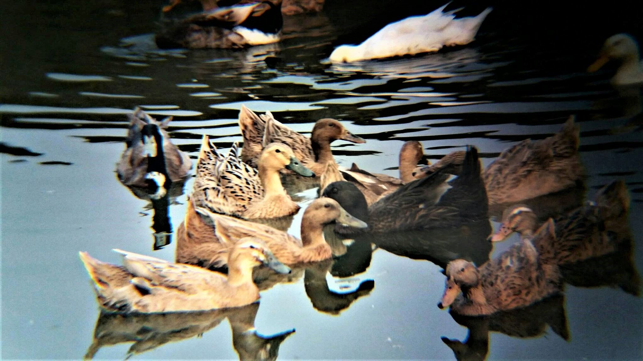Duck In Pond.jpg