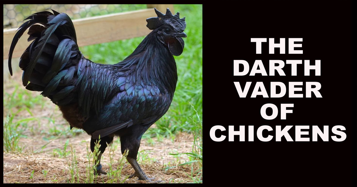 DARTH CHICKEN real.png