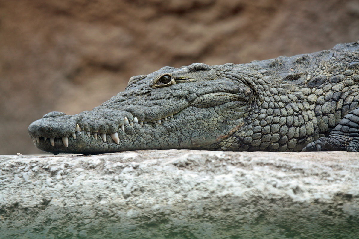 1200px-Nile_crocodile_head.jpg