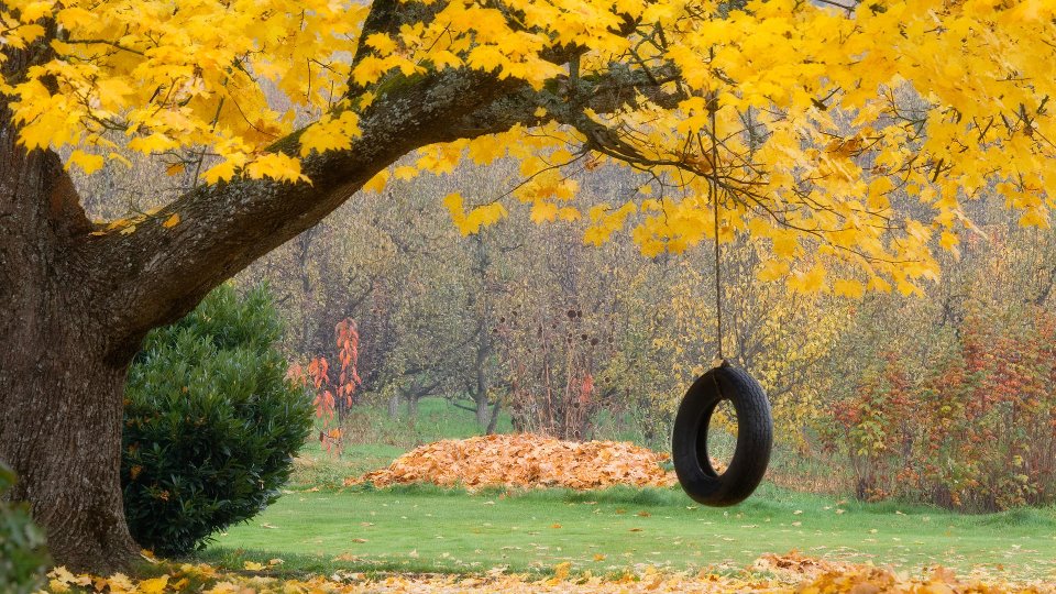 NATURAL BEAUTIFUL TREES. — Steemkr
