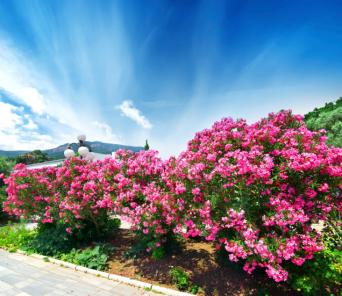 184807-342x296-oleander-on-roadside.jpg