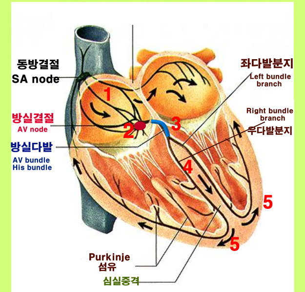 conduction system.jpg